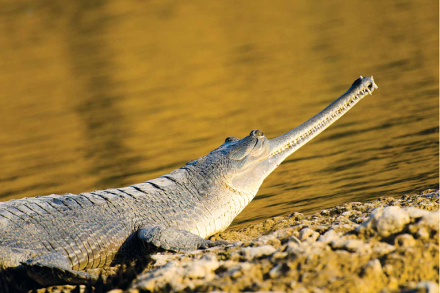 Indian Crocodile or Gharial- Chambal National Sanctuary, Uttar Pradesh